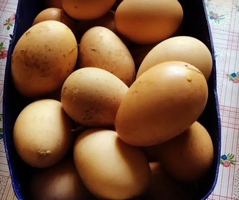 Huevos de las gallinas de El Carmen